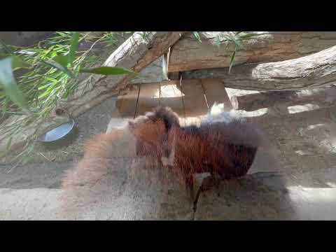 ダイズちゃん　レッサーパンダ　那須どうぶつ王国にて　2026年4月24日 サムネイル