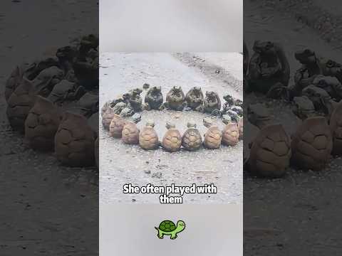 Woman Finds Turtle Eggs in Beach Rocks! Can She Hatch Them?… サムネイル