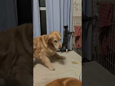 良い子のゴールデンレトリバーと悪猫のキビ ゴールデンレトリバー 大型犬のいる生活 goldenretreiver 癒し… サムネイル