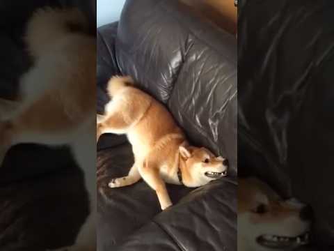 柴犬福 幼少期の柴犬福🤣Shiba-Childhood😍shorts 柴犬 japanesedog shibainu… サムネイル