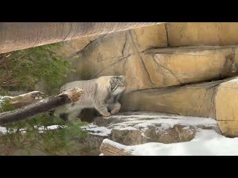 バックヤードのアブリコースちゃんに会いに行くナゴムくん　マヌルネコ　那須どうぶつ王国にて　2026年1月30日 サムネイル