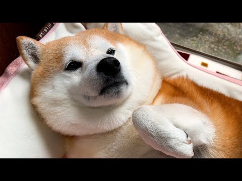 この動画には1つだけ「決定的に間違ったところ」があります・・・。 サムネイル