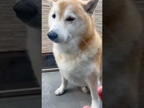 柴犬福 姉に言いたい放題言われてる吹きさらし柴犬🤣Sis and Shiba🤣姉と柴 shorts 柴犬 japane… サムネイル