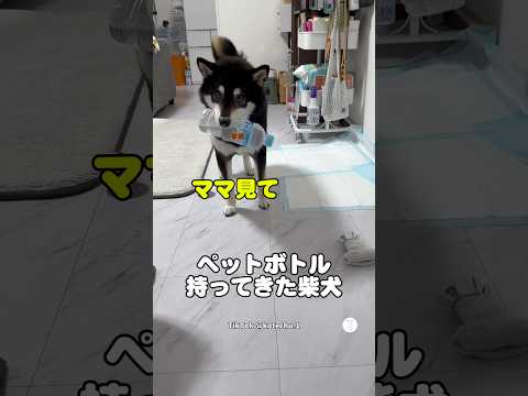 ペットボトルを守り続ける柴犬😂　柴犬　黒柴　犬　柴犬のいる暮らし　可愛い犬 サムネイル