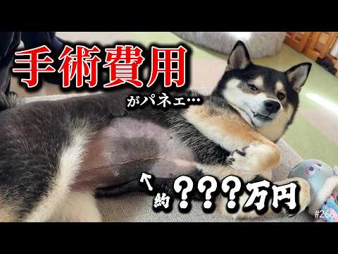柴犬の手術費用がとんでもなかった件 サムネイル