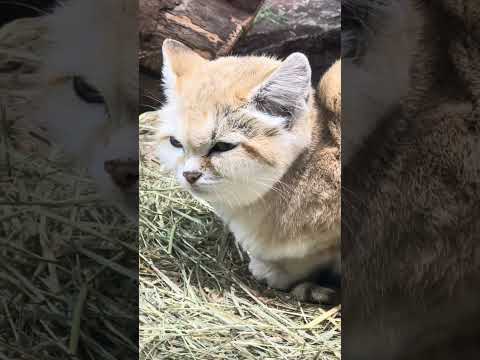 shorts ジャミールさん？　スナネコ　那須どうぶつ王国　IMG 9949 サムネイル