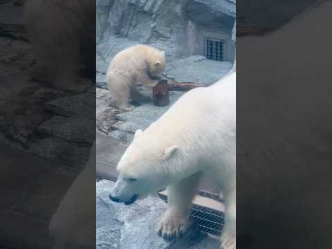 shorts モモ太くん　丸太で遊んで居たらモモ母さんドボン💦　  ホッキョクグマ　秋田県男鹿水族館GAOにて2026… サムネイル