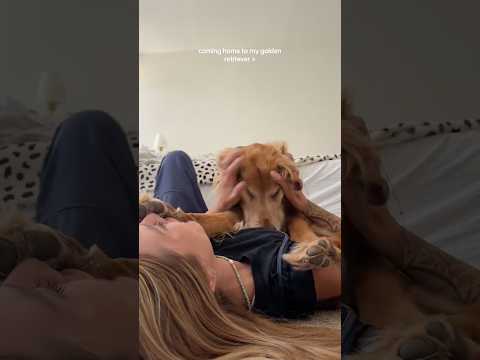 coming home to my golden retriever🥵 goldenretreiver dog ind… サムネイル