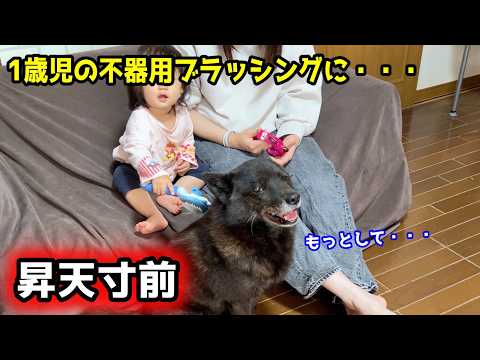 1歳児の不器用なブラッシングで愛犬がこうなりました サムネイル