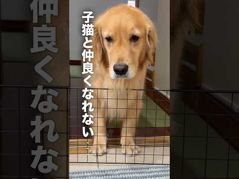 子猫と仲良くなれず落ち込む犬...【ゴールデンレトリバー・ボーダーコリー】shorts