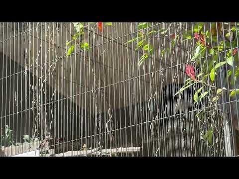 飼育員さんからゴハン貰うオオホウカンチョウくん　東山動植物園にて　2026年3月14日 サムネイル