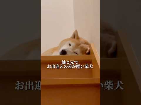 柴犬福 【New】姉と兄とでお出迎えの差が酷い柴犬🤣Sis,Bro and Shiba🤣姉と柴 兄と柴 japanes… サムネイル
