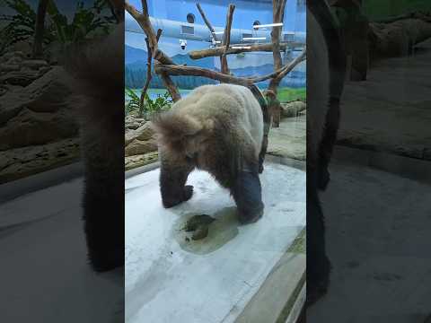 圓圓心情不美麗?🤣🤣🤣 panda zoo cute 貓熊 熊貓 yuanyuan taipeizoo 台北市立動物園… サムネイル
