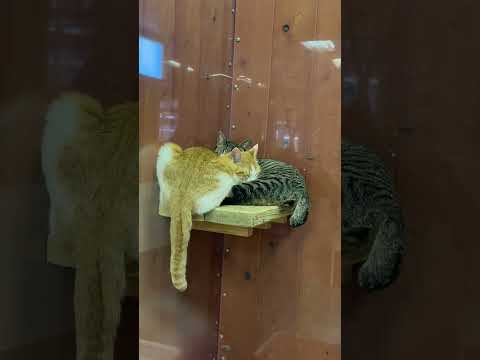 shorts 仔ニャンずたち　ワンニャンリビング　那須どうぶつ王国にて　2026年1月9日 サムネイル