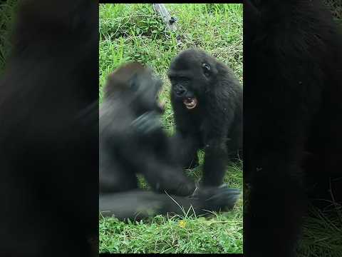 gorilla fun playing 🤣 gorillatag taipeizoo 金剛猩猩 台北市立動物園 zoo… サムネイル