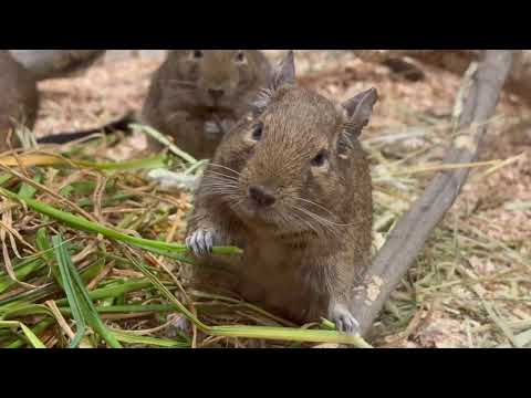 モグモグ デグーさん　上野動物園にて　2026年2月6日