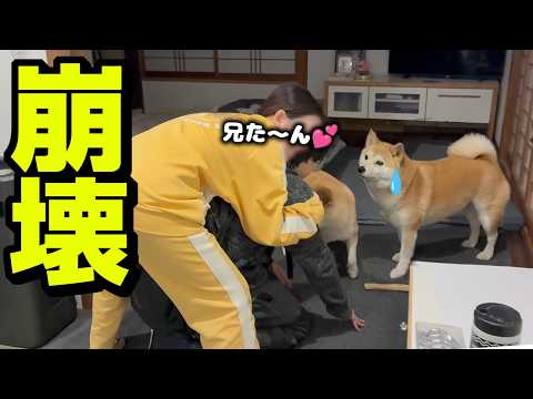 1ヶ月ぶりに兄と再会し壊れる妹ハラにドン引きする柴犬 サムネイル