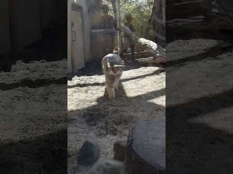 shorts 午後はアブリコースちゃん　マヌルネコ　那須どうぶつ王国にて　2026年4月11日 サムネイル