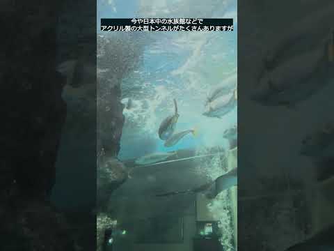 【魚津水族館】現存最古の水族館🐟日本初のアクリル製トンネル✨shorts