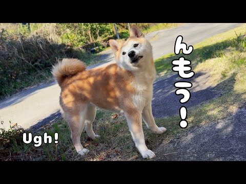 逃げたくせに「んもう！」と不満をもらす柴犬　A Dog’s Cute “Ugh!” サムネイル