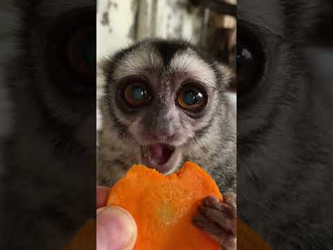 まだまだアゴも健康なおばあちゃん猿♪おばあちゃん 動物 猿 サムネイル