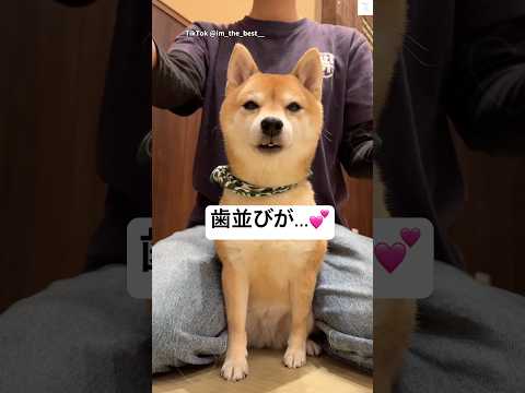 ガタガタな歯並びの豆柴がかわいい　豆柴　犬　かわいい　犬のいる暮らし 好きすぎて滅 サムネイル