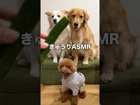 キュウリを美味しそうに食べる犬が可愛すぎる!!!【ゴールデンレトリバー・ボーダーコリー】shorts サムネイル