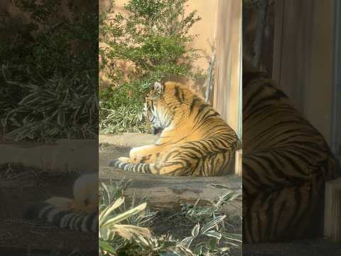 shorts 毛づくろい令くん　アムールトラ　那須どうぶつ王国にて　2026年1月1日 サムネイル