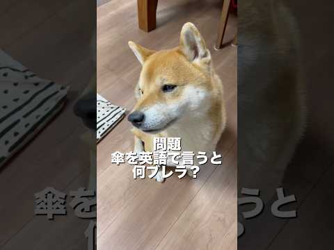 柴犬とん君「アン」ブレラがわかるかな？　柴犬　柴犬とん サムネイル
