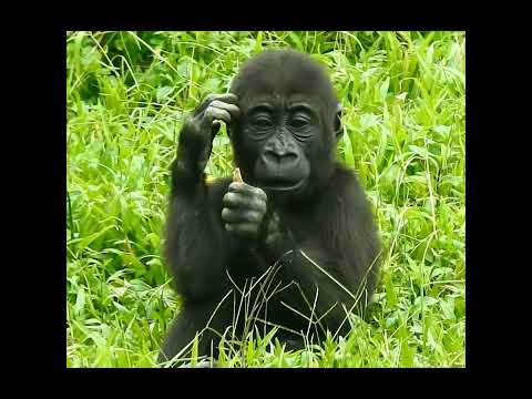 big eyes. little #gorilla Ringo 2y old #shorts R大眼目.大眼睛 サムネイル