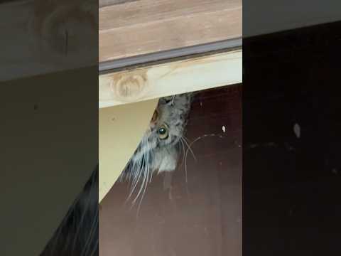 shorts お昼寝からお目覚めオトちゃん　マヌルネコ　埼玉県こども動物自然公園にて　2026年3月6日 サムネイル