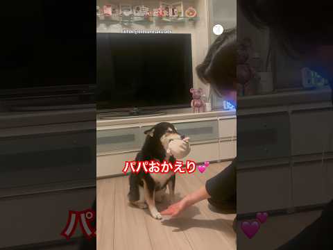 パパの帰宅に大喜びの黒柴　　柴犬　黒柴　犬　かわいい犬 かわいい サムネイル