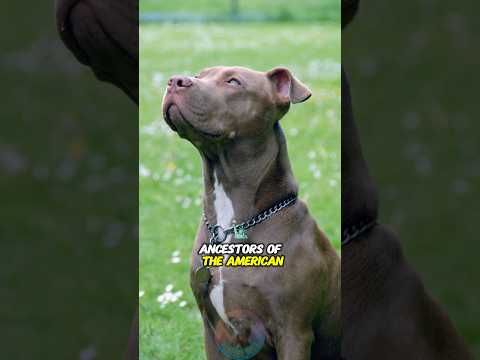 Top 3 Possible Ancestors of the American Pit Bull Terrier #… サムネイル