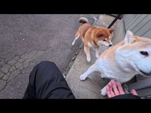 2026年4月6日(月) 冬の間施錠していたモモさんハウスを解放したら朝からお出迎えしてくれる様になった春の朝 サムネイル