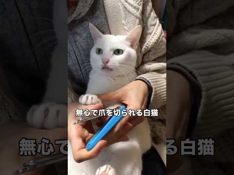 シャーせずに大人しく爪を切られる白猫が偉すぎる 白猫 猫 愛猫 shorts サムネイル