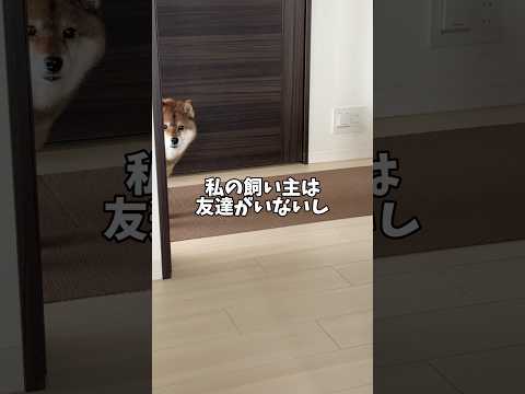 柴犬12歳🐕ついに突き止めた？謎に満ちた飼い主おじさんの正体とは？ サムネイル