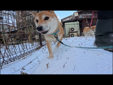 2026年1月17日(土) あとはおウチ入るだけなのに・・！雪深い広場の奥のパトロールに連行させられる冬の朝 サムネイル