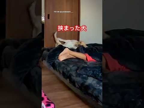 ベッドの奥に挟まった犬、その音で目覚めた飼い主　　犬　大型犬　犬のいる暮らし かわいい犬 いぬ サムネイル