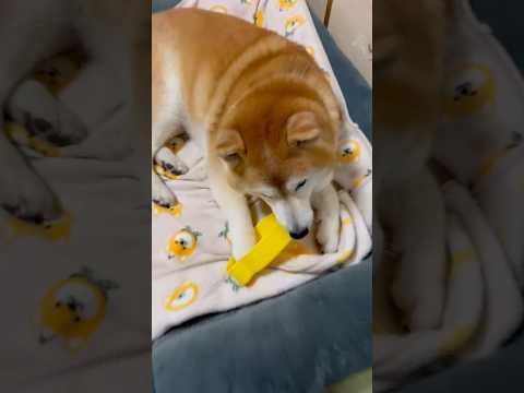 柴犬福 姉の弁当箱をどこからか強奪してきた柴犬🤣Bad boy🤣姉と柴 shorts 柴犬 japanesedog s… サムネイル