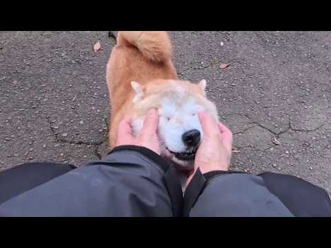 飼い主のみなさん！今日もお顔くっちゃくちゃにしてオハヨウしてますか？！ サムネイル