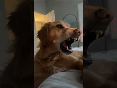 coming home to my golden retriever❤️india retreiver dog pup…