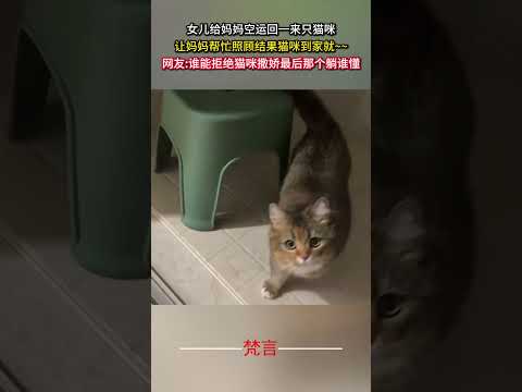 女兒給媽媽空運回一來隻貓咪 讓媽媽幫忙照顧結果貓咪到家就… 貓咪 貓 可愛 治愈 cat cute cure shor… サムネイル