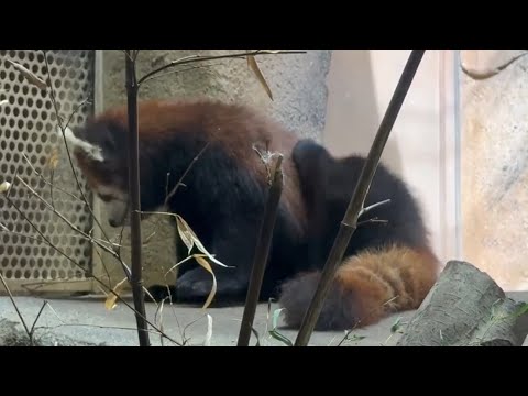 グミちゃん(母)モナカちゃん親子　レッサーパンダ　那須どうぶつ王国にて　2026年4月24日