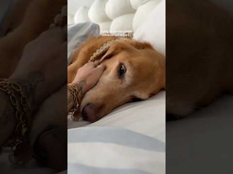 coming home to my golden retriever🥵 goldenretreiver dog ind…