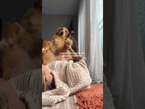 coming home to my golden retriever🥵goldenretreivers dog pup… サムネイル