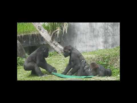 gorilla Tayari 15y old mom & son Jabali 5y4m old & nephew R… サムネイル