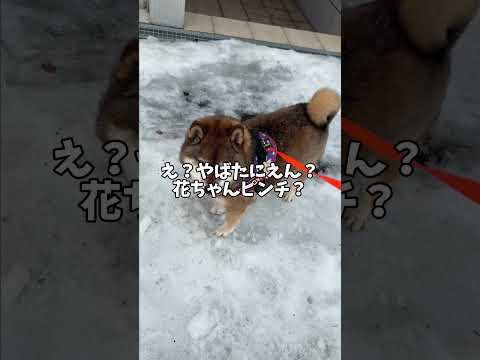 突然の不審車両！その時柴犬は・・・ サムネイル