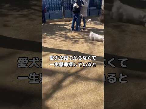 帰るフリしたら何事も無かったかのように飼い主に着いてきました トイプードル トイプードッグラン shorts サムネイル
