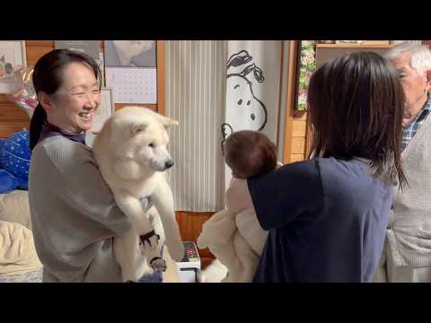 久しぶりの家族全員集合が嬉しくて、尻尾ブンブン振って喜び、輪に入ろうとする柴犬とサモエド サムネイル