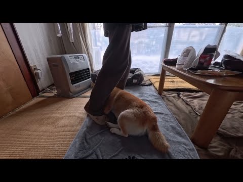 2026年1月24日(土) 相棒に踏まれそうになっても絶対にヒーター前を動かないモモさん サムネイル